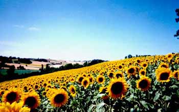 Un champ de tournesols