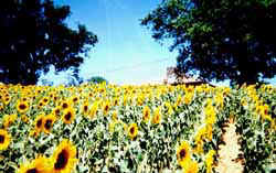 Flowers, garden